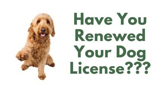 Dog License